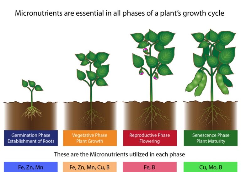 micronutrients for plants growth