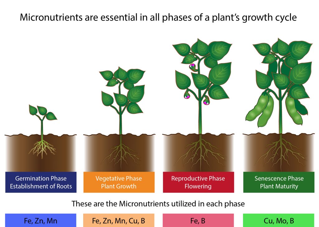 micronutrients for plants growth micronutrients for plants growth